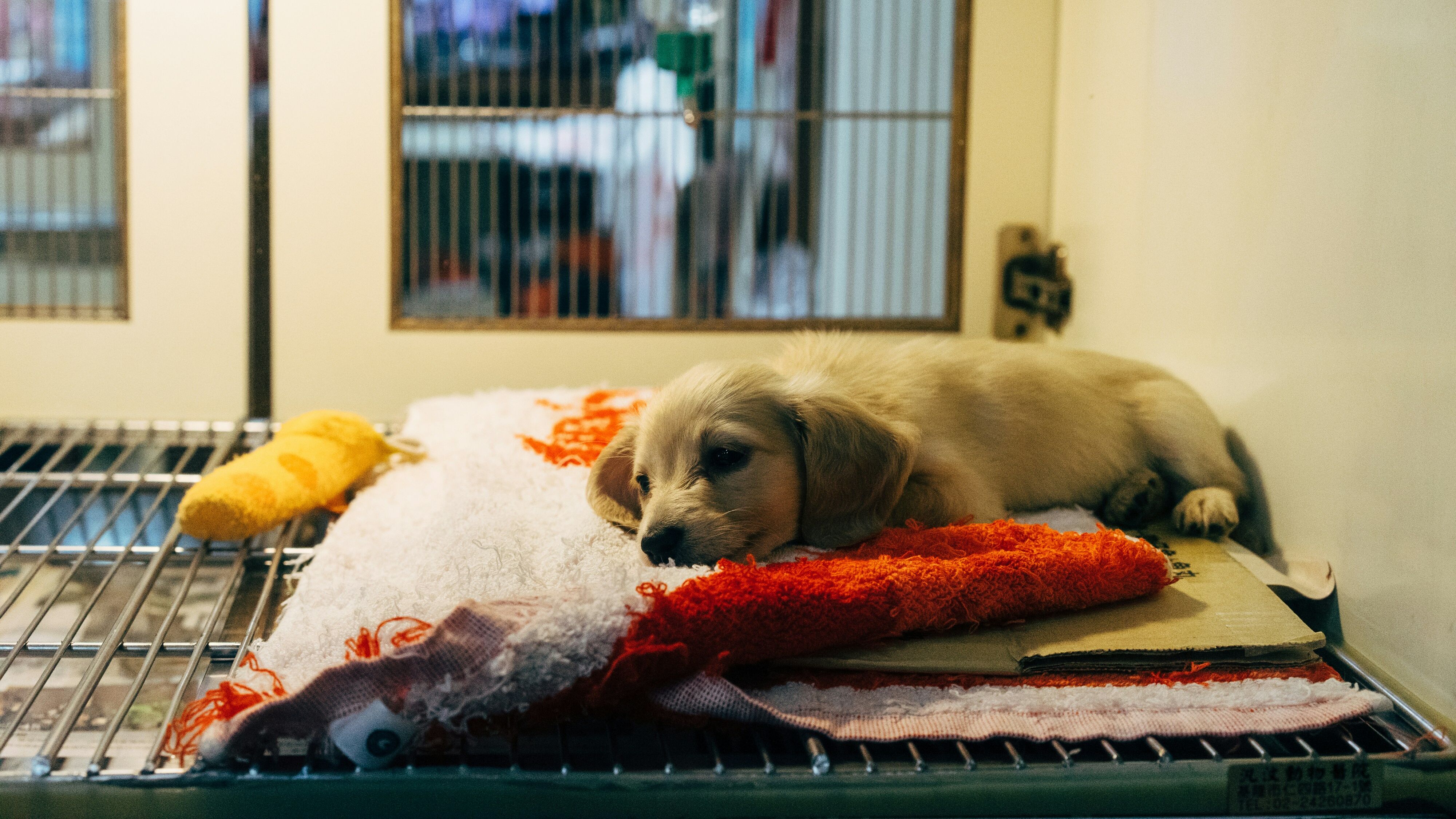 People for the Ethical Treatment of Animals